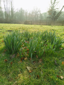 Blumen auf der Wiese am Werse-Ufer im Nord-Westen von Münster